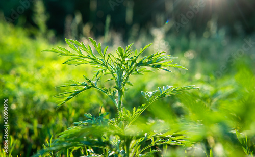 Ragweed pollen cause problems for those with allergies. Ragweed and Mold Allergens In The Fall