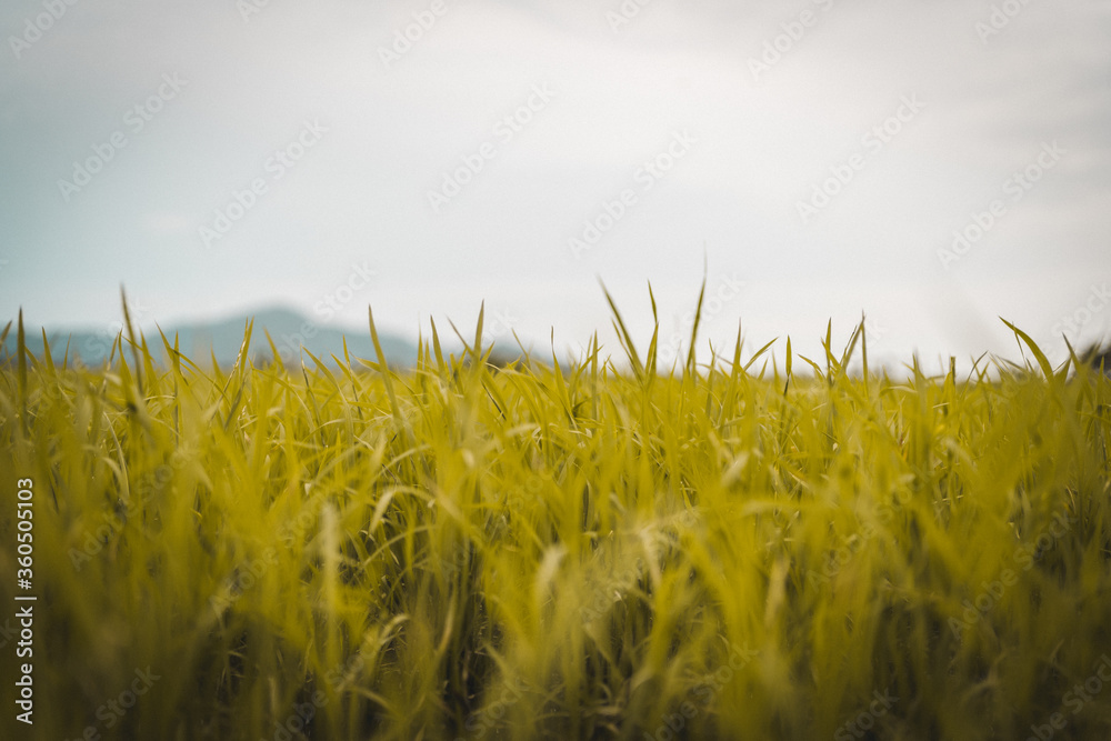 Obraz premium green paddy field