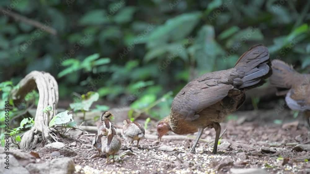 Red Junglefowl (Gallus gallus) female. Red Junglefowl (Gallus gallus) female.