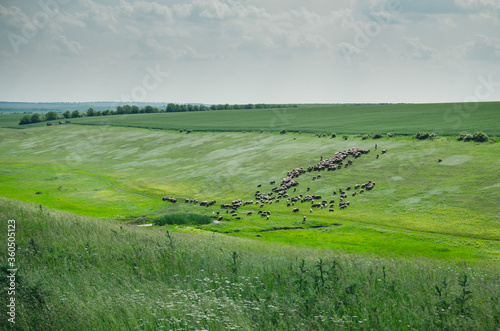 herd of cows gaze