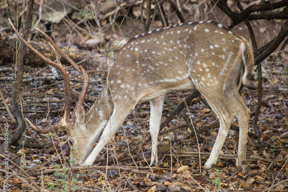 Young chital deer eating grass and leaf in forest Young chital deer eating grass and leaf in forest