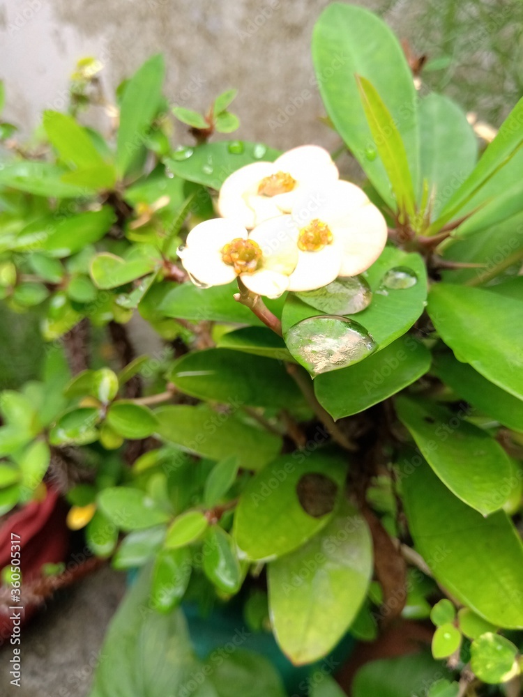 White Euphorbia flower plant with green leaves having an ant on it.