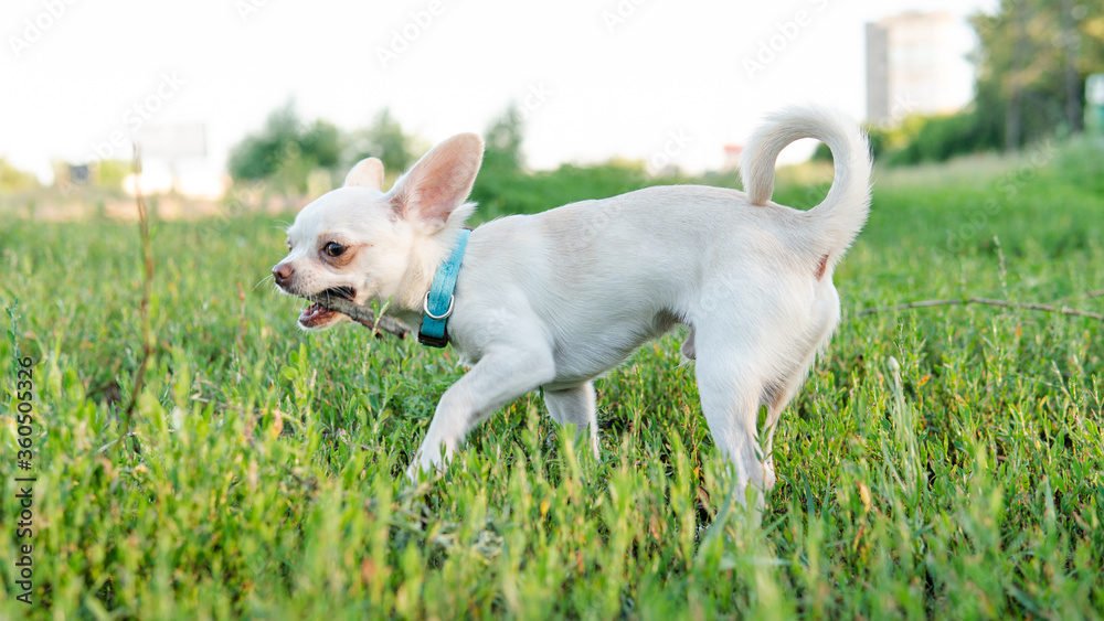 .Chihuahua dog puppy of white color. Chihuahua dog breeding culture in the world