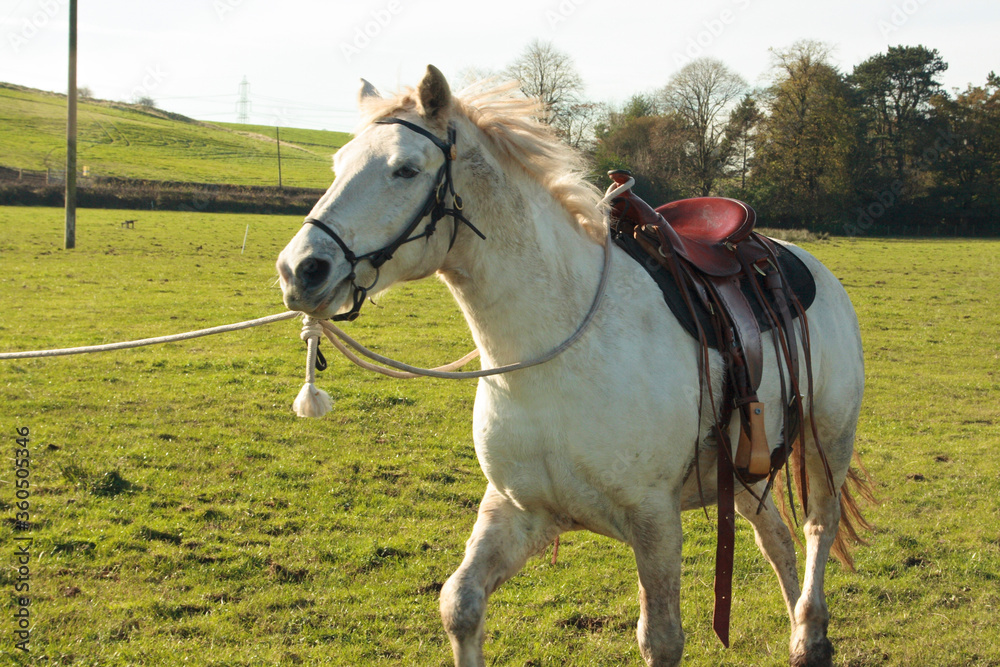 horse in the field horse in the field