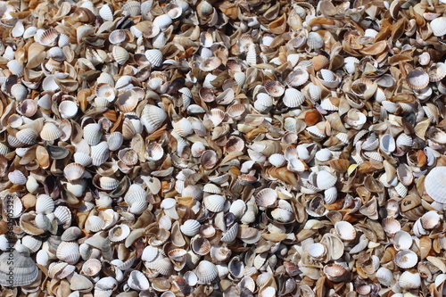 Seashells Background. Seashells in a sand.