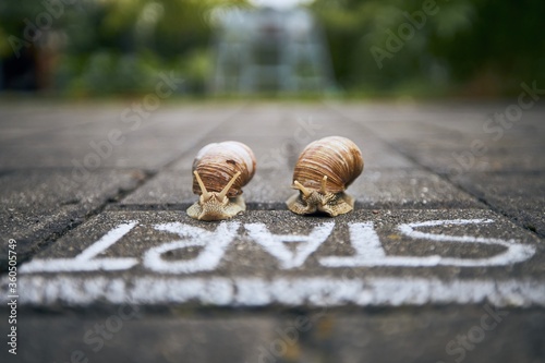 Racing snails in front of start line photo