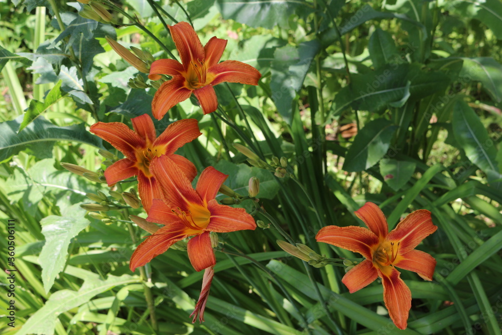 Bright orange lilies bloom in the garden in summer
Bright orange lilies bloom in the garden in summer