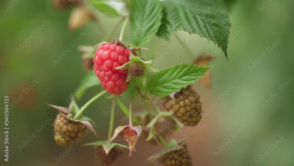 red raspberry fruit slow motion
red raspberry fruit slow motion