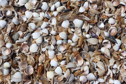Seashells Background. Seashells in a sand. © ChrkzSadig