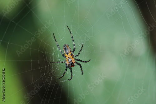 Araña: Alpaida Grayi - Parque Nacional Iguazú - Argentina