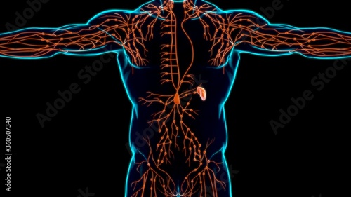 Bilde på lerret Human Lymph Nodes Anatomy For Medical Concept 3D