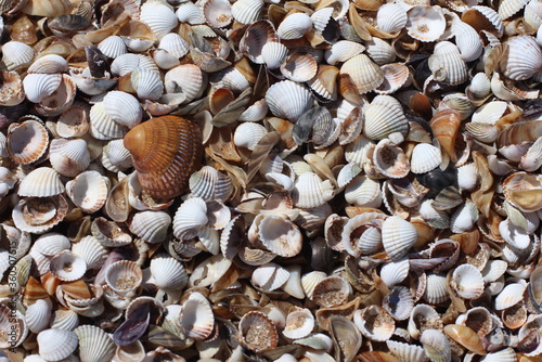 Seashells Background. Seashells in a sand.