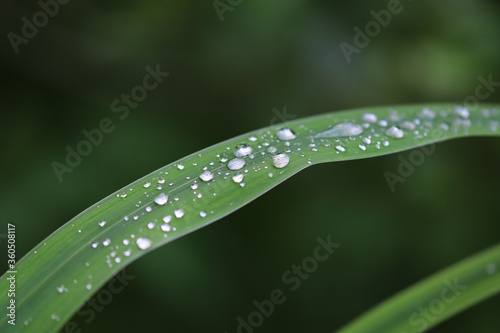 Water dropplets on leaf