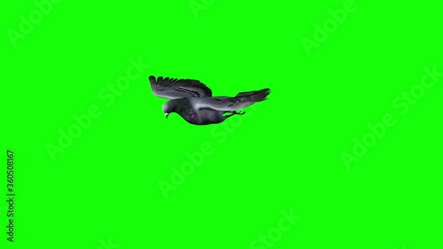 Pigeon in flight and gliding phase - green screen