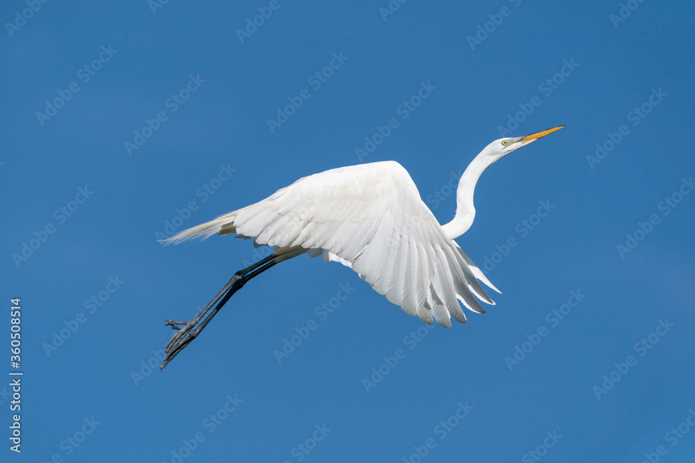 Great Egret in flight