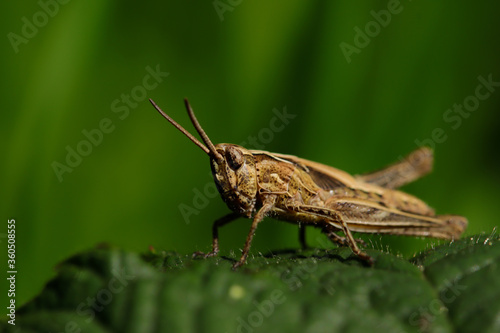 grasshopper close-up © JTurpin499