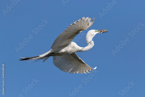 Great Egret in flight © David