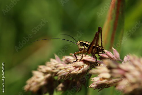 Cricket on grass © JTurpin499