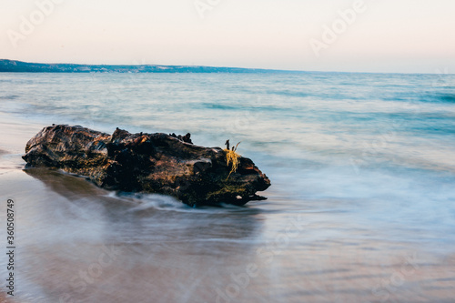 big log near the sea