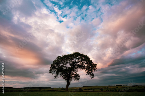 Lone Oak Tree at Sunset photo