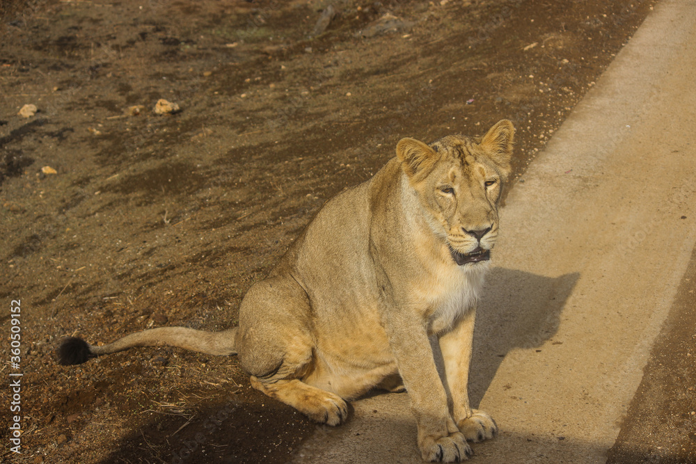 Obraz premium A beautiful queen of forest Asiatic lioness in forest 