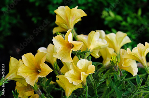 Yellow petunia flowers