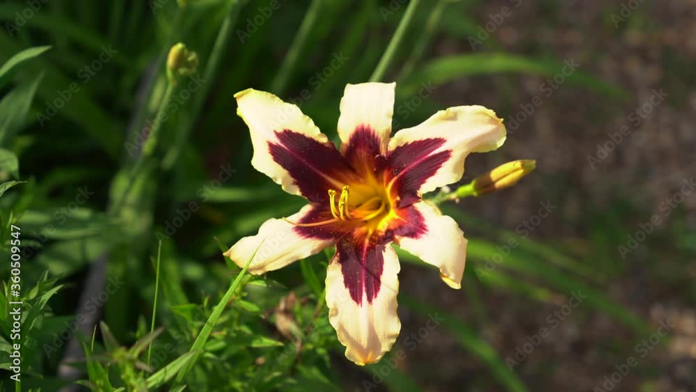 Beautiful lily in the bud. In summer, a lily blooms in the garden. Beautiful open lily Beautiful lily in the bud. In summer, a lily blooms in the garden. Beautiful open lily
