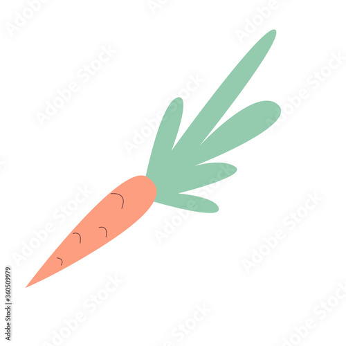 Vegetable carrots. Vector illustration isolated on a white background.