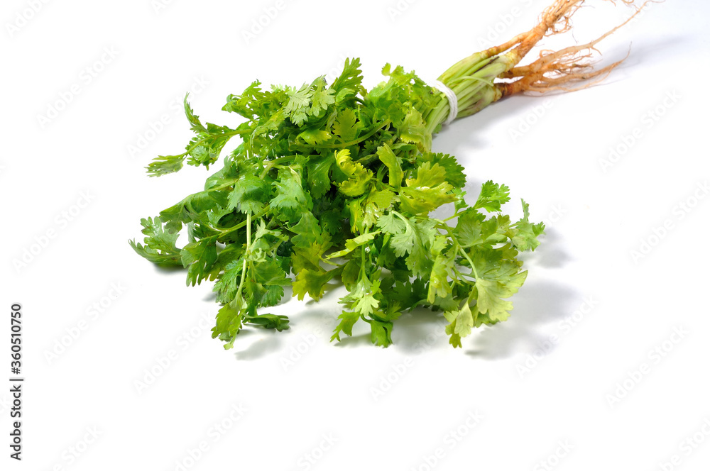 Bundle of coriander on white background Bundle of coriander on white background