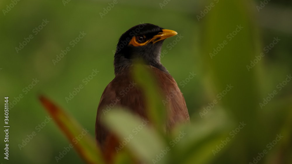 Mynah bird in the grass Mynah bird in the grass