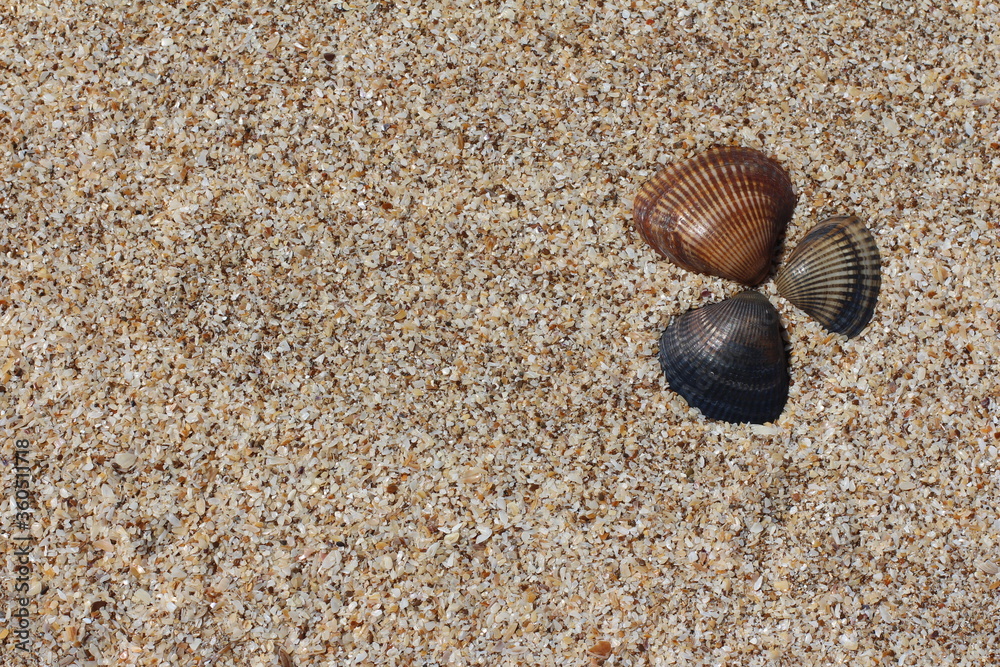 Seashells. Background with free place for your text. Summer, sand and coast.