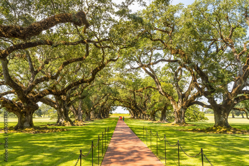 Missiissippi River Oak Trees Oak Alley Plantation Saint James Parish Louisiana photo