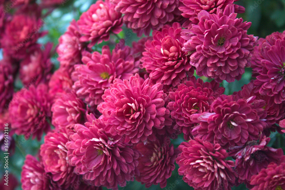 Red dahlia flowers