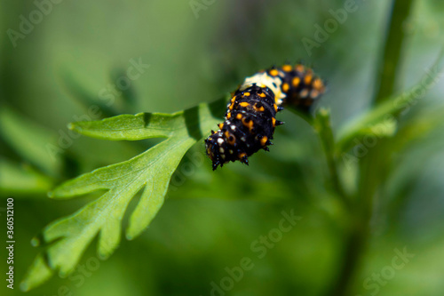 Caterpillar on leaf