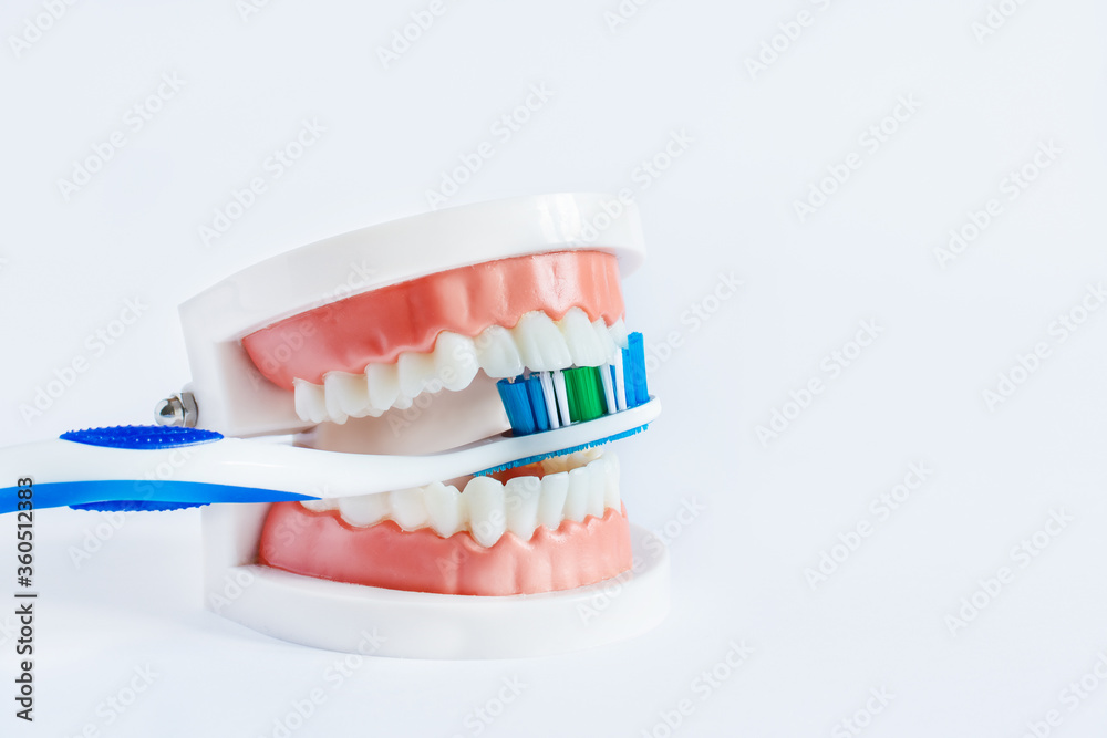 Model of teeth jaw holds toothbrush. Demonstration of brushing teeth. Model of teeth jaw holds toothbrush. Demonstration of brushing teeth.