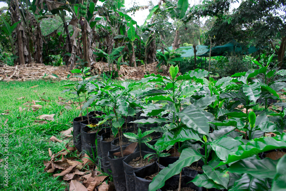 Coffee plants in pots, plantation, costa rica Coffee plants in pots, plantation, costa rica