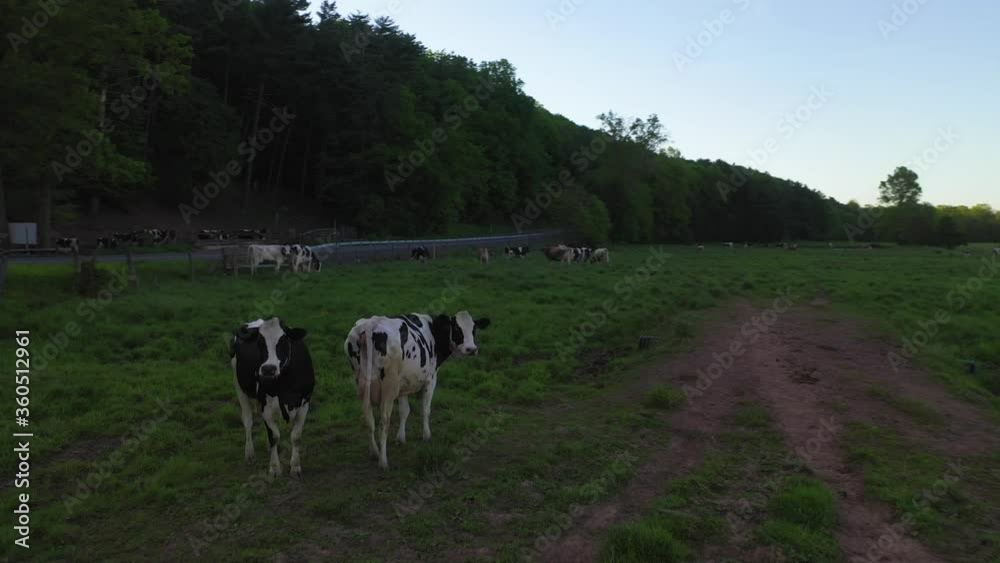 Aerial View of Cows in the Pasture Aerial View of Cows in the Pasture