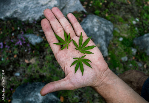 Leafing hemp in the palm of a man in the forest