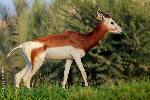 Male critically endangered dama gazelle (Nanger dama), Northern Africa .