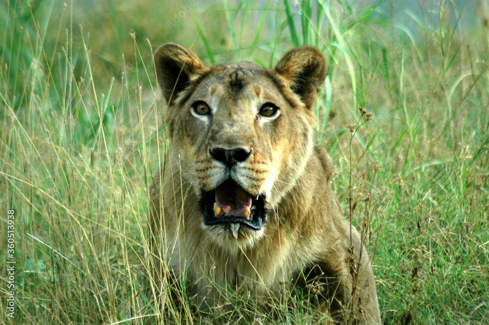 lion in the grass