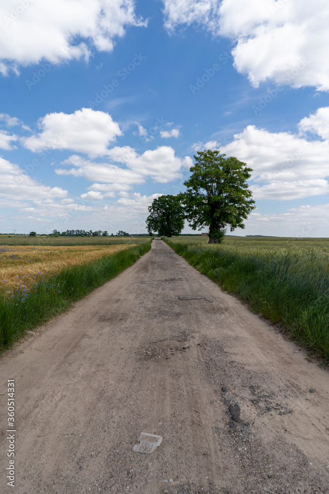 Country road between fields