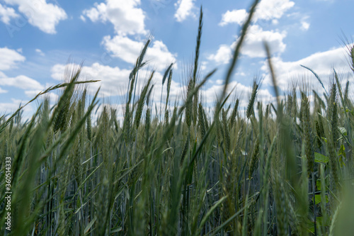 Close up of a cornfield against a field background on a beautiful summer day.