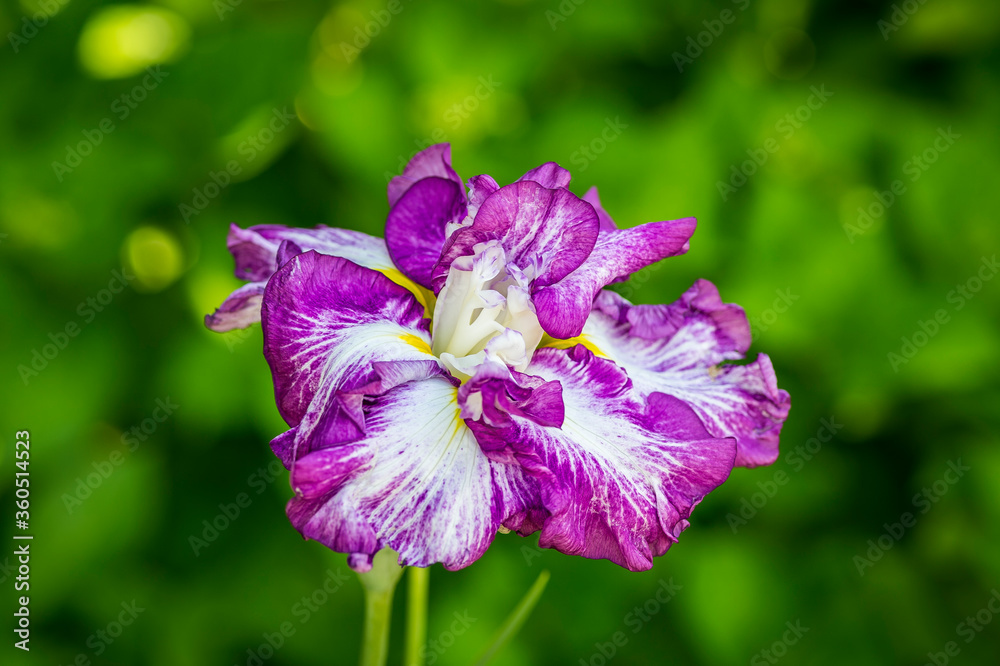 Iris in full bloom