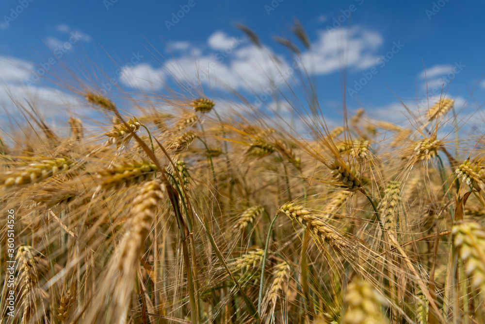 Golden grain against the blue sky. Ripe Rye Golden grain against the blue sky. Ripe Rye
