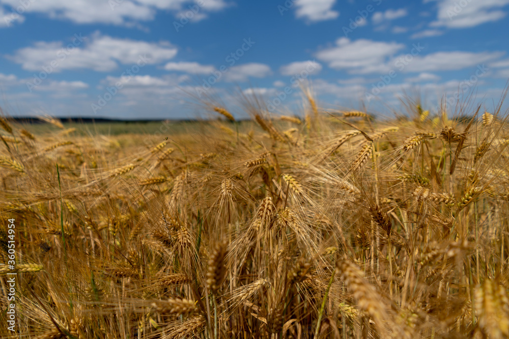 Golden grain fields on a sunny summer day. Polish countryside.