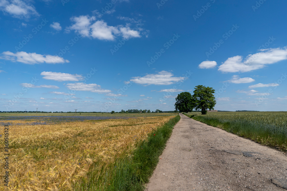 Road among the fields of grain