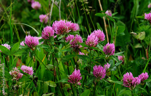 Meadow clover