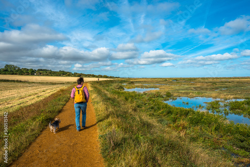 Fotografia Dog walking on Morston salt Marshes in North Norfolk, East Anglia, England, UK