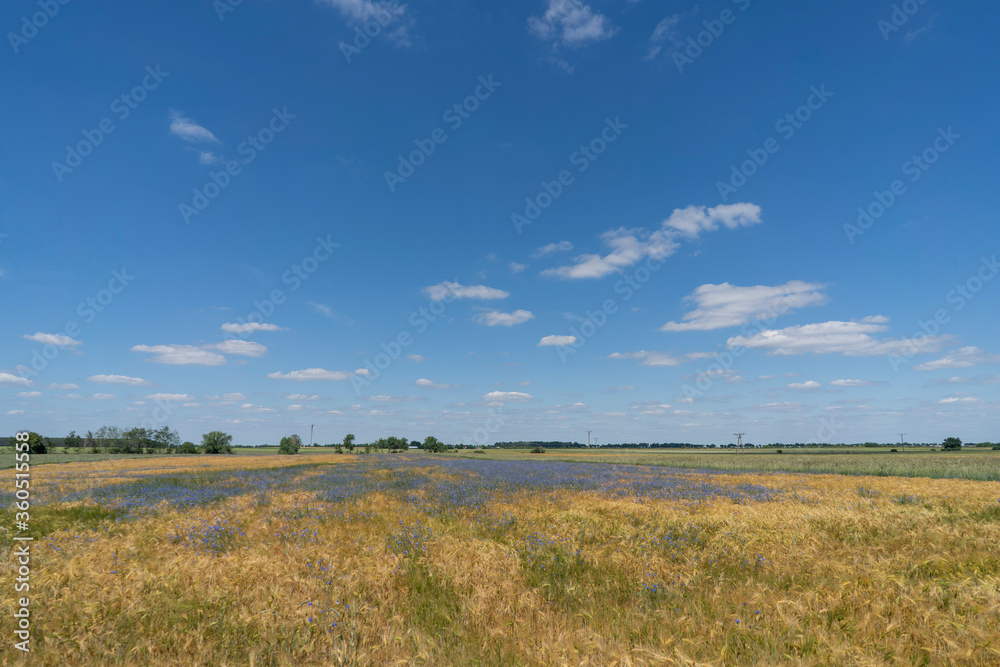 A field of forget-me-nots in the grain