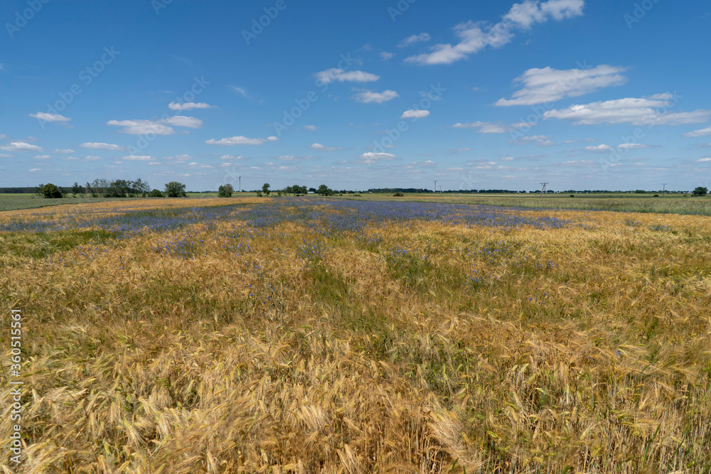 Golden grain fields on a sunny summer day. Polish countryside.